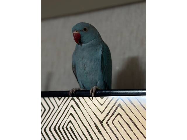 Попугай ожереловий - Фото 4