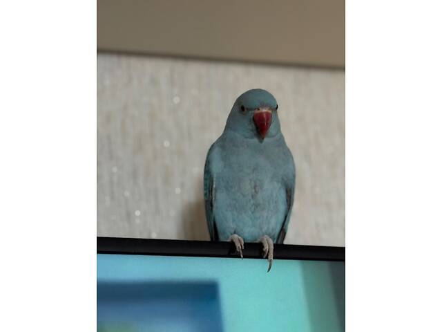 Попугай ожереловий - Фото 5