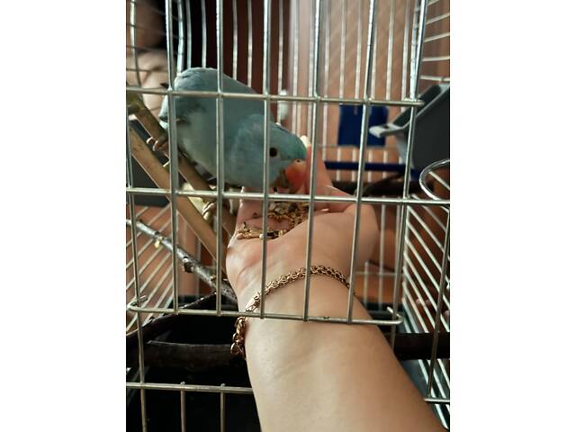 Попугай ожереловий - Фото 6