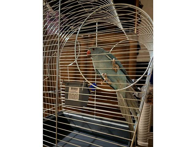 Попугай ожереловий - Фото 7