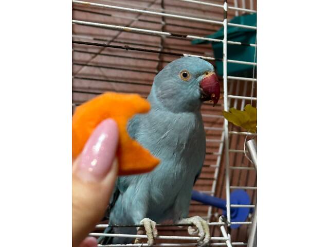 Попугай ожереловий - Фото 8