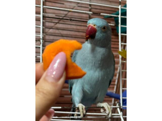 Попугай ожереловий - Фото 9