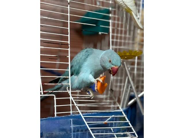 Попугай ожереловий - Фото 10