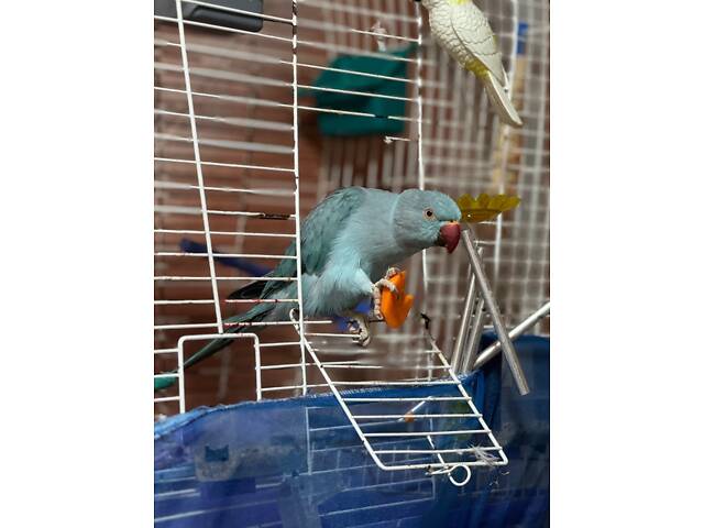 Попугай ожереловий - Фото 11