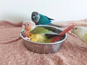 Попугай пиррура, говорящий попугай, ручной попугай