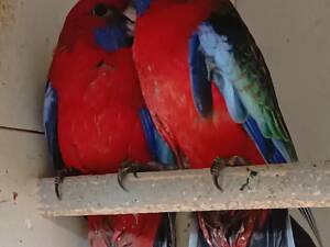 Попугай Розелла Пінантова Червона