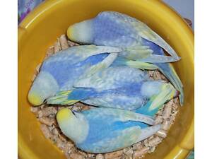 Папуга хвиляста пташечка