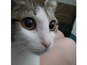 Породы кошек (Общее)