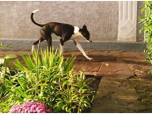 Породи собак (Загальне)