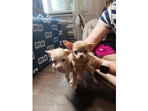 Породистые малыши чихуашки