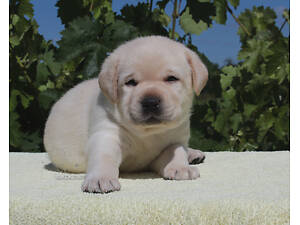 Породні цуценя лабрадора. Розплідник.