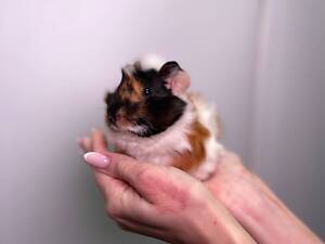 Породисті морські свинки, різні породи, всі ручні та неймовірно гарні