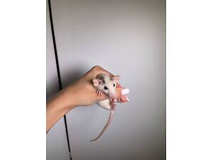 Породисті пацючки, розумні щурики різного типу та забарвлення, криска