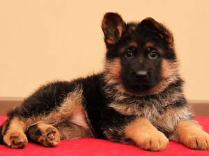 Породисті цуценята німецької вівчарки - від професійного розплідника КСУ.