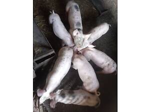 Поросята м'ясного напрямку