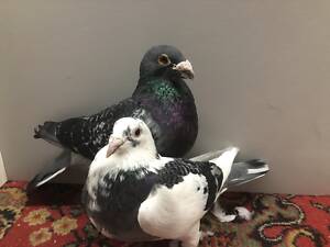 Поштові спортивні голуби