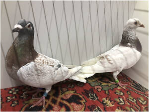 Поштові спортивні голуби