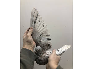 Поштово-спортивні голуби