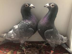 Поштово-спортивні голуби