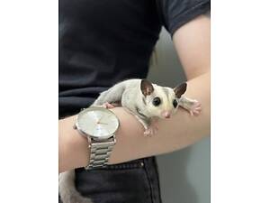 Поссум Цукровий поссум, летяга, білочки нестандартних забарвлень білі та світло-сірі.