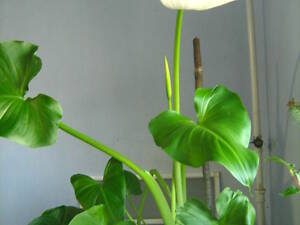 Калла ефіопська