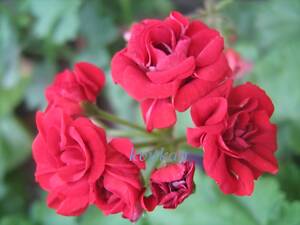 Пеларгонія зональна Botans Roda