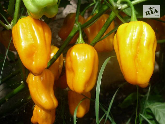 Перец острый хабанеро, семена - Фото 4