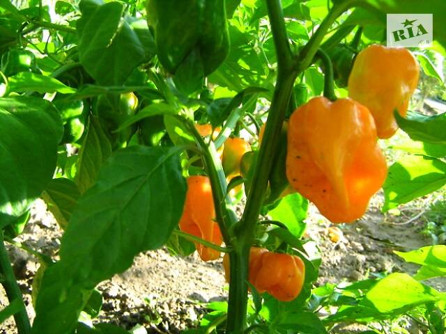 Перец острый хабанеро, семена - Фото 5