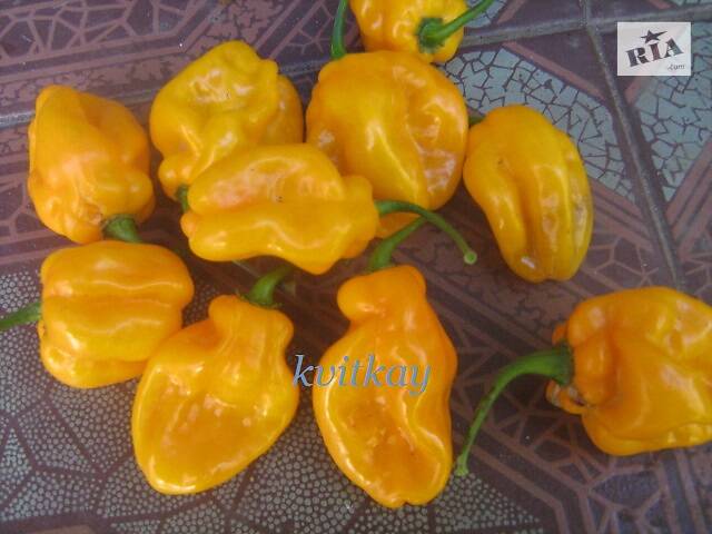 Перец острый хабанеро, семена - Фото 6