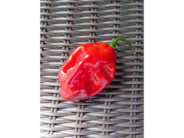 Перец острый хабанеро, семена - Фото 8