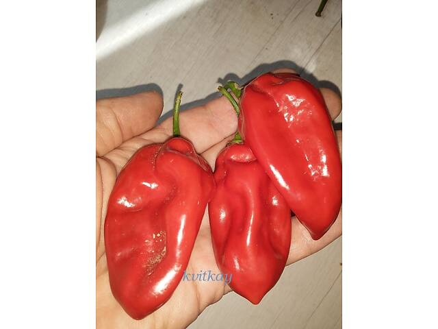 Острый перец Хабанеро, 5 сортов. - Фото 4