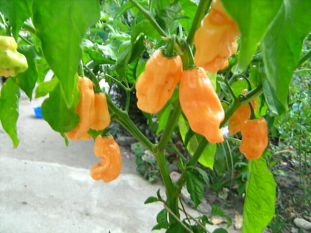 Острый перец Хабанеро, 5 сортов. - Фото 7