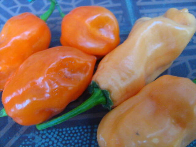 Острый перец Хабанеро, 5 сортов. - Фото 8