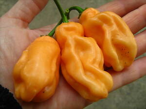 Перець гострий Хабанеро , 5 сортів