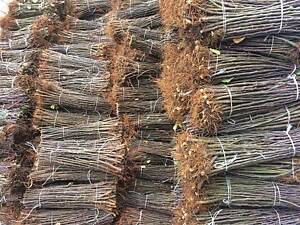 Підщепа шиповника, М 54-118, айва ва-29, алыча, антипка, мм-106