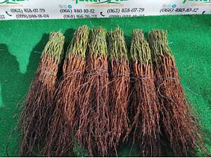 Продам подвой - М 54-118, М-106, айва, абрикос, колт, алыча, магалебка, алыча