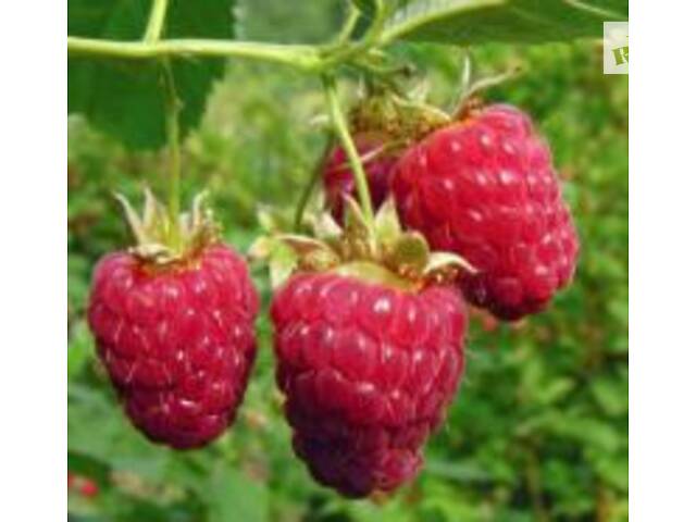 Продам Саженцы Малины сорта Зюгана Полка Полана - Фото 1