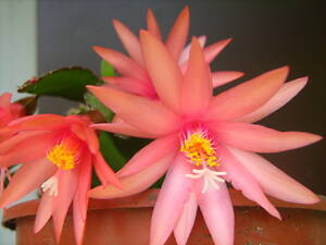 Рипсалідопсиси, лісові кактуси