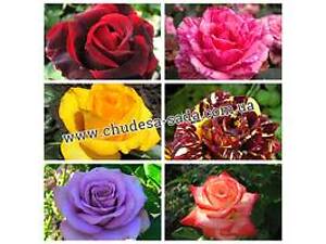 Саженцы роз от производителя питомник. Саженцы роз опт и розница. Доставка по всей Украине.