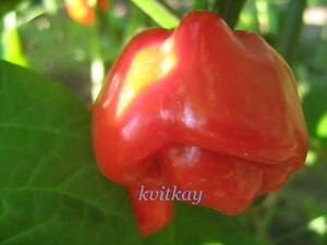 Насіння перцю гострого сорти Bulo-Bulo