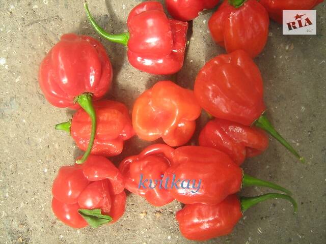 Семена перца острого сорта Bulo-Bulo - Фото 2