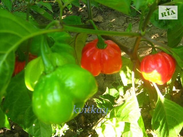 Семена перца острого сорта Bulo-Bulo - Фото 3