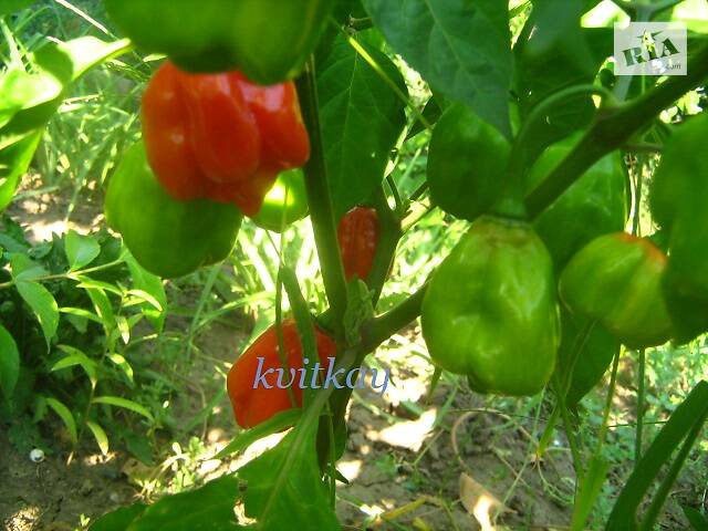 Семена перца острого сорта Bulo-Bulo - Фото 4