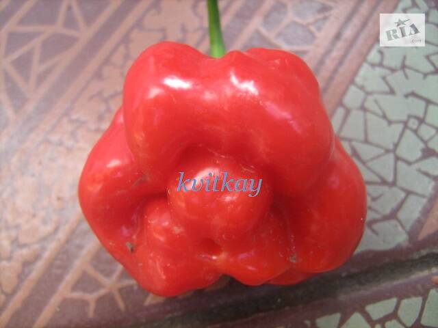 Семена перца острого сорта Bulo-Bulo - Фото 5