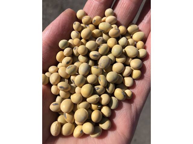 Насіння сої під Раундап ультраранні сорти - Фото 2