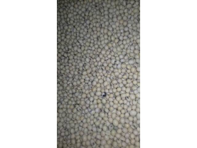 Насіння сої під Раундап ультраранні сорти - Фото 4