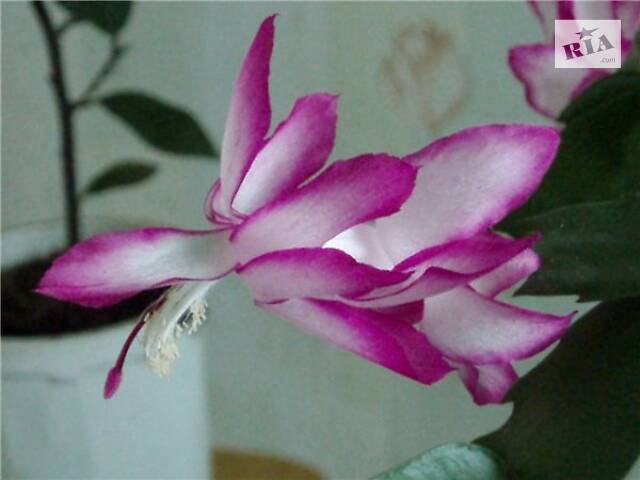 Шлюмбергери, сорти - Фото 10