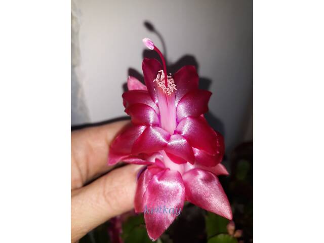 Шлюмбергери, сорти - Фото 11