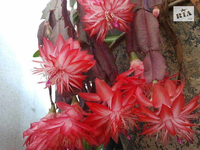 Шлюмбергери, сорти - Фото 2