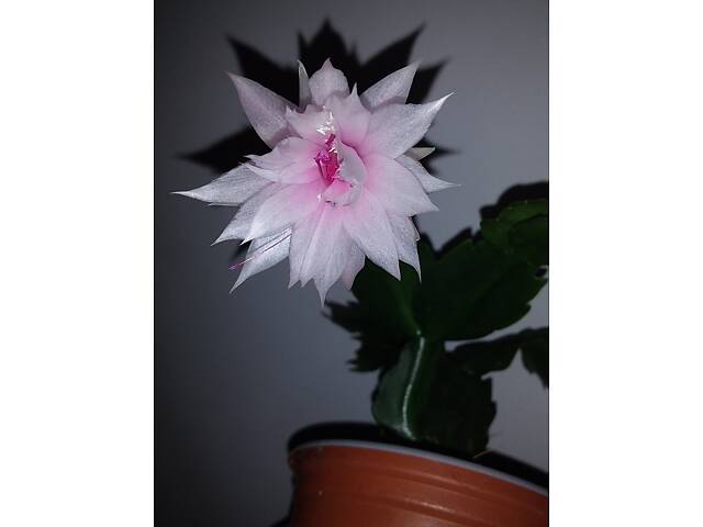 Шлюмбергери, сорти - Фото 1